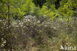 Marsh-Tea (Ledum palustre)