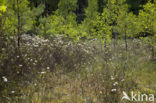 Marsh-Tea (Ledum palustre)