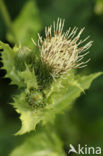 Moesdistel (Cirsium oleraceum)