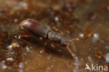 Monotoma longicollis