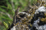 Wall Lizard (Podarcis muralis)