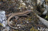 Muurhagedis (Podarcis muralis) 