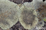 Muurschotelkorst (Lecanora muralis)