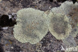 Muurschotelkorst (Lecanora muralis)