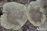 Muurschotelkorst (Lecanora muralis)