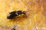 Neuraphes elongatulus