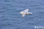 Noordse Stormvogel (Fulmarus glacialis)