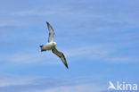 Noordse Stormvogel (Fulmarus glacialis)