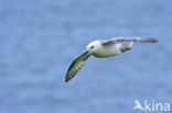 Noordse Stormvogel (Fulmarus glacialis)