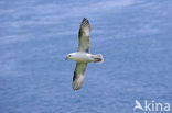 Noordse Stormvogel (Fulmarus glacialis)