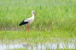 White Stork (Ciconia ciconia)