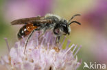 Oranje zandbij (Andrena marginata) 