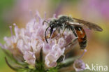 Oranje zandbij (Andrena marginata) 