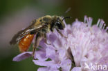 Oranje zandbij (Andrena marginata) 