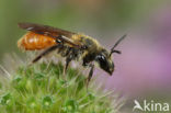 Oranje zandbij (Andrena marginata) 