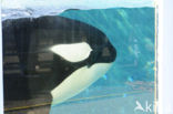 Killer Whale