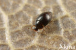 Orthoperus nigrescens