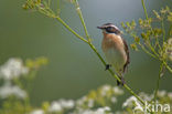 Paapje (Saxicola rubetra) 