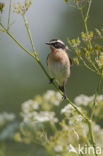 Whinchat (Saxicola rubetra)