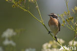 Paapje (Saxicola rubetra) 