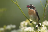 Paapje (Saxicola rubetra) 