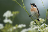 Paapje (Saxicola rubetra) 