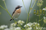 Paapje (Saxicola rubetra) 