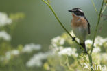 Whinchat (Saxicola rubetra)