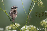 Whinchat (Saxicola rubetra)