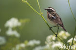 Paapje (Saxicola rubetra) 