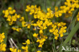 Paardenhoefklaver (Hippocrepis comosa)