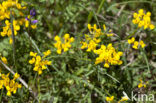 Horse-shoe Vetch (Hippocrepis comosa)