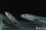 Eel (Anguilla anguilla) 