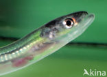 Eel (Anguilla anguilla) 