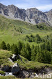 Parc Naturel Régional du Queyras