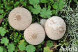 Parelstuifzwam (Lycoperdon perlatum)