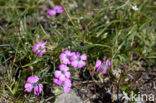 Pauwanjer (Dianthus pavonius)