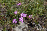 Pauwanjer (Dianthus pavonius)