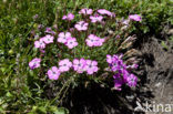 Pauwanjer (Dianthus pavonius)