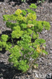 Parsley (Petroselinum crispum 