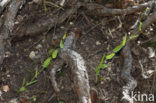 Pijlkruidkers (Lepidium draba)