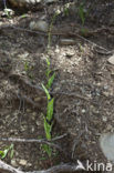 Pijlkruidkers (Lepidium draba)