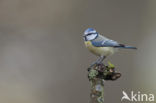 Blue Tit (Parus caeruleus)