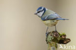 Blue Tit (Parus caeruleus)