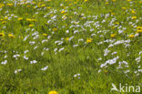 Pinksterbloem (Cardamine pratensis)