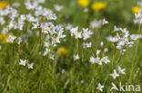 Pinksterbloem (Cardamine pratensis)