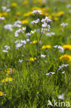 Pinksterbloem (Cardamine pratensis)