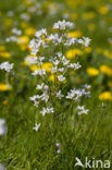 Pinksterbloem (Cardamine pratensis)