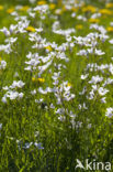 Pinksterbloem (Cardamine pratensis)