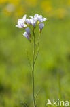 Pinksterbloem (Cardamine pratensis)